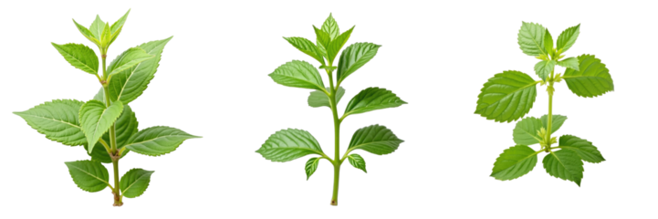 Fresh lemon balm or melissa leaves arranged in three distinct clusters on a transparent background highlighting the vibrant green foliage and leaf structure