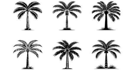 palm trees silhouettes