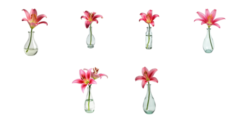Elegant arrangement of vibrant pink lilies in various glass vases displayed on a striking transparent background, highlighting the flowers' delicate petals and graceful forms.