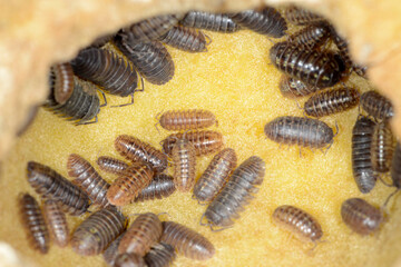 Kellerassel, Porcellio scaber