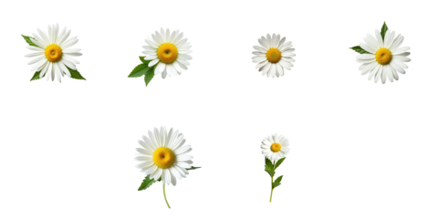 Chamomile flowers arranged with mint leaves on a transparent background showcasing various angles and perspectives of the daisies in high detail.