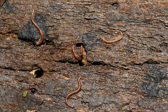 Gepunktete Schnurf&uuml;&szlig;er, Cylindroiulus punctatus