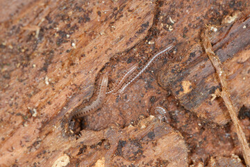 Gepunktete Schnurfüßer, Cylindroiulus punctatus