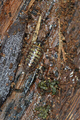 Mauerassel, Oniscus asellus