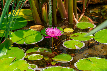Close-up photo of purple lotus and green lotus leaves blooming in a pond