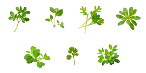 Various types of fresh garden cress leaves displayed in a close-up arrangement isolated on a transparent background highlighting their vibrant green colors and distinct shapes.