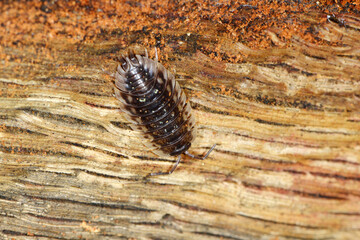 Mauerassel, Oniscus asellus