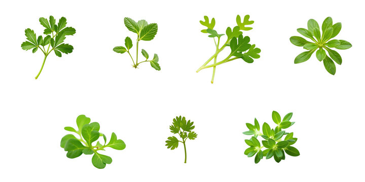 Various types of fresh garden cress leaves displayed in a close-up arrangement isolated on a transparent background highlighting their vibrant green colors and distinct shapes.