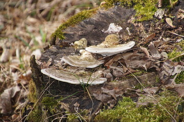 Obraz premium Buckeltramente Baumpilz 1517765209