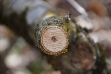 1517765238 Astscheibe Astschnitt 