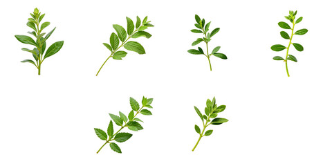 Fresh sweet marjoram herb leaves isolated on transparent background with six distinct sprigs arranged for culinary or botanical use