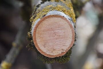 1517765251 Baumscheibe Astschnitt