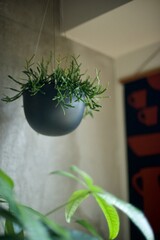 窓辺に吊るした観葉植物の鉢