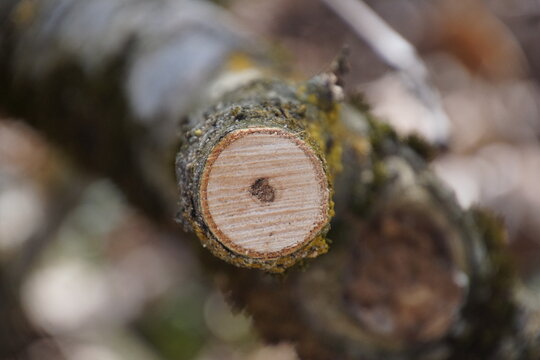 1517765238 Astscheibe Astschnitt 