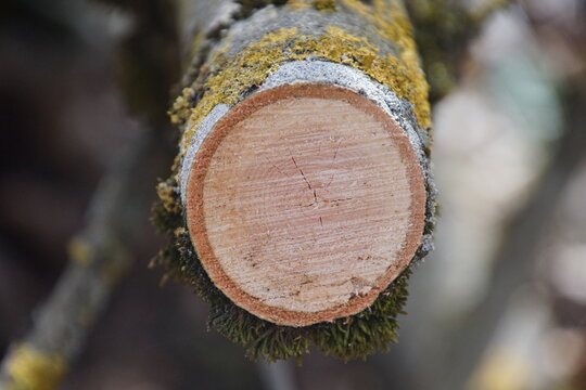 1517765251 Baumscheibe Astschnitt