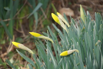 1517765402 Narzissenknospen Osterglockenknospen