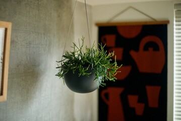 窓辺に吊るした観葉植物の鉢