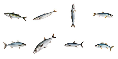 Freshly caught Atlantic horse mackerel arranged on a transparent background showcasing multiple angles and positions of the fish highlighting its details and colors.