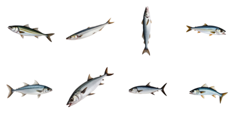 Freshly caught Atlantic horse mackerel arranged on a transparent background showcasing multiple angles and positions of the fish highlighting its details and colors.