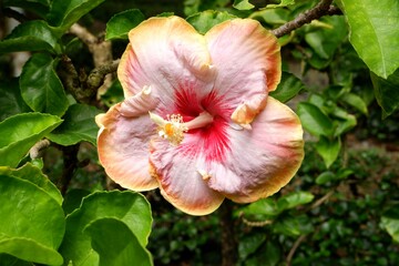 Close-up of fancy hibiscus after rain.
