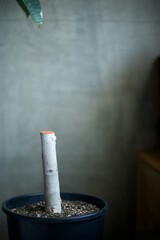 太い幹を剪定して癒合剤を塗ったフィカス