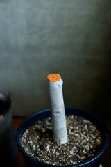 太い幹を剪定して癒合剤を塗ったフィカス