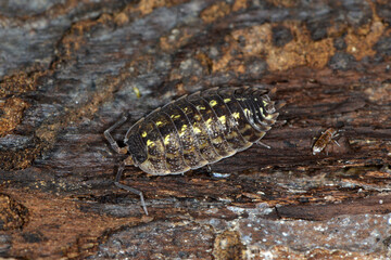 Mauerassel, Oniscus asellus