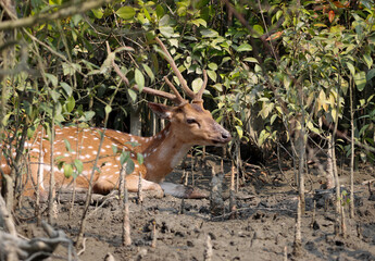 Wild chital, also known as spotted deer, chital deer, and axis deer, is a deer species native to...