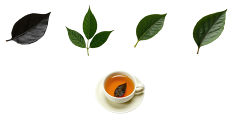 isolated collection of transparent tea leaves on transparent background with a cup of brewed tea featuring a tea leaf inside the cup