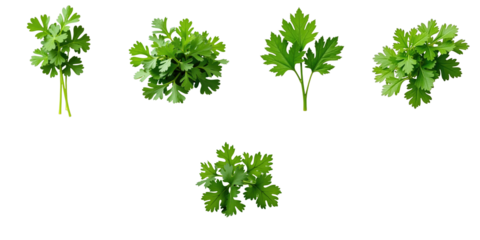 fresh coriander herbs collection multiple variations isolated on transparent background displaying different angles and leaf structures