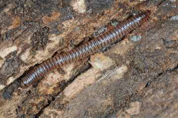 Tausendfüßler,  Cylindroiulus sp. (boleti)