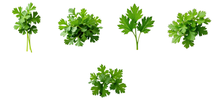 fresh coriander herbs collection multiple variations isolated on transparent background displaying different angles and leaf structures