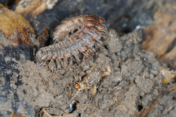 Große Westliche Bandfüßer, Polydesmus angustus