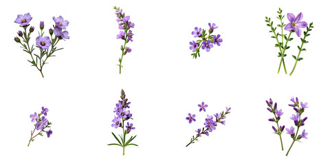 variety of fresh thyme flowers isolated on transparent background displaying multiple angles and arrangements with vibrant purple hues and lush green stems
