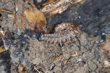 Große Westliche Bandfüßer, Polydesmus angustus