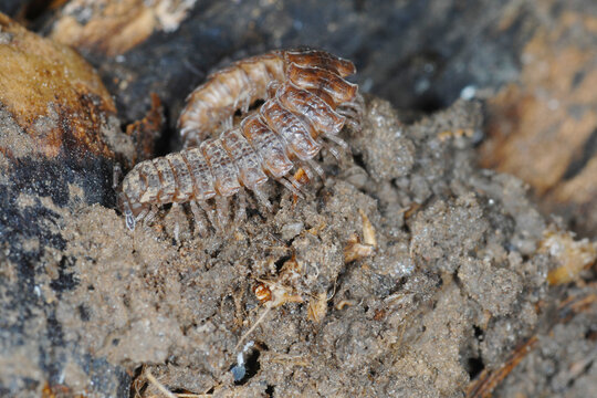 Gro&szlig;e Westliche Bandf&uuml;&szlig;er, Polydesmus angustus
