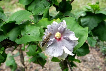 Purple fancy hibiscus flower are blooming