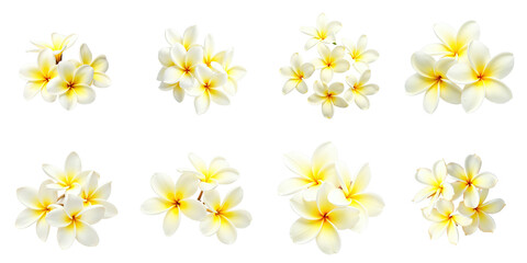 Fototapeta na wymiar Collection of frangipani flowers isolated on a transparent background featuring various arrangements and groupings of white petals with yellow centers arranged artistically.
