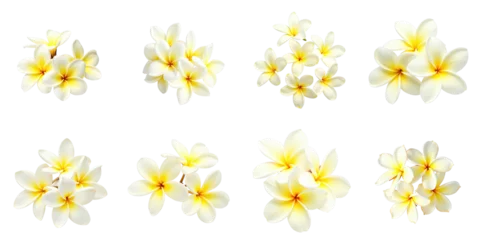 Gordijnen Collection of frangipani flowers isolated on a transparent background featuring various arrangements and groupings of white petals with yellow centers arranged artistically. © The 2R Artificiality