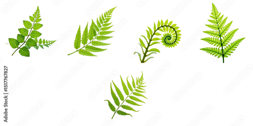 Poster close-up of isolated green fern leaves displaying various shapes and textures against a transparent 