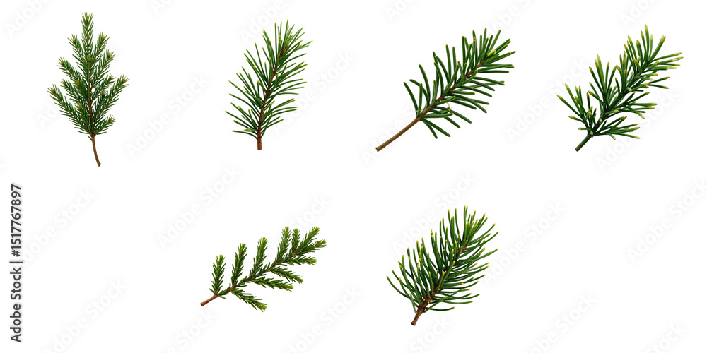 Poster collection of isolated fir tree branches on transparent background including various angles and styl