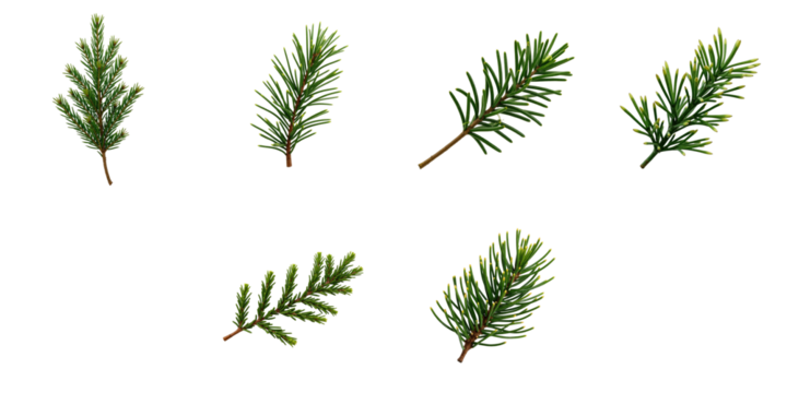 Collection of isolated fir tree branches on transparent background including various angles and styles showcasing their distinctive green needles and shape.