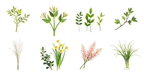 Obraz premium Assorted decorative plants and flowers isolated on a transparent background including leaves stems and blooms arranged in a grid pattern for versatile design use