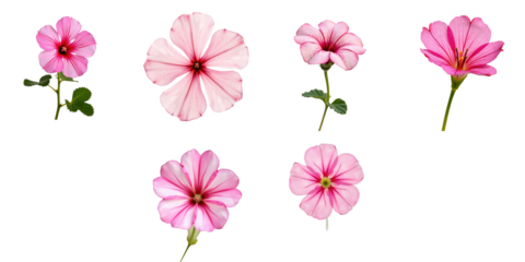 Collection of six pink geranium flowers isolated on a transparent background including various arrangements and details for use in design projects, showcasing floral characteristics and colors.