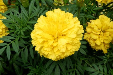 Yellow African Marigold flowers blooming in a public park.