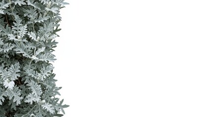 Elegant dusty miller plant foliage against a blank white backdrop design
