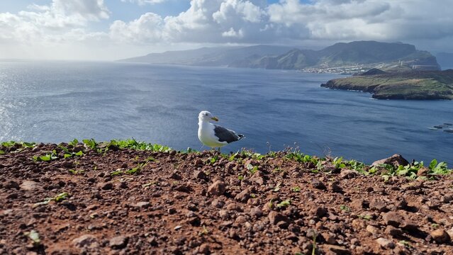 segull at the top of Ponta de S&atilde;o Louren&ccedil;o - Madeira