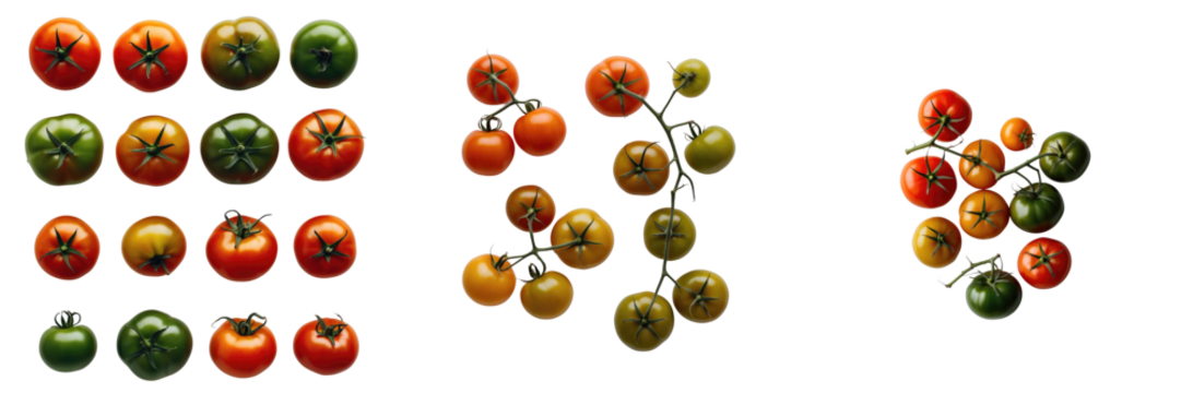 variety of fresh tomatoes in different colors arranged in clusters on a transparent background with ample copy space for text or design elements