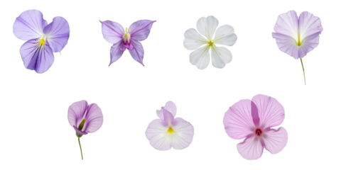 Collection of butterfly pea flowers in various colors isolated on a transparent background featuring different floral arrangements and perspectives