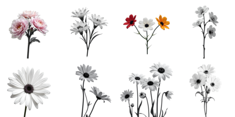 Variety of flowers displayed in vibrant colors against a solid transparent background with white and transparent detailing featuring multiple floral arrangements and compositions.